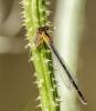 Ischnura pumilio
